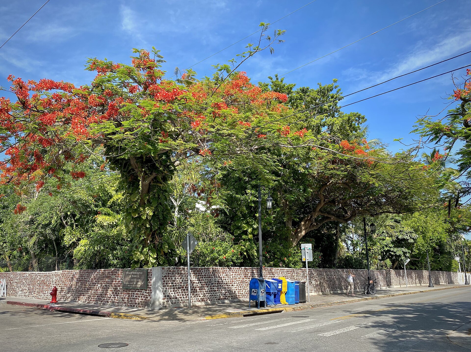 The garden wall and a large tree at the Hemingway Home in Key West