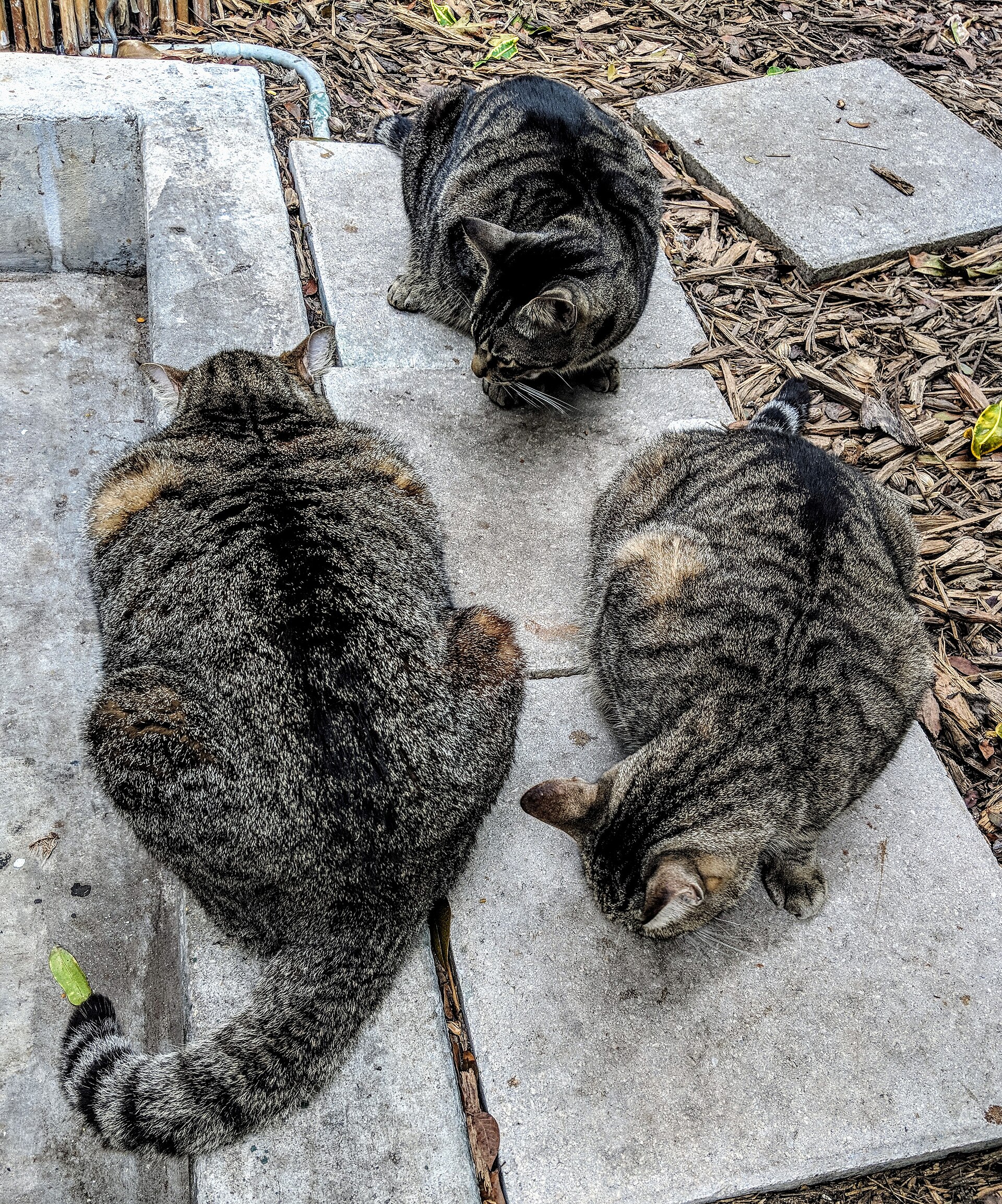 Three heavy tabby cats lying on a paving slab in the garden of the Hemingway House