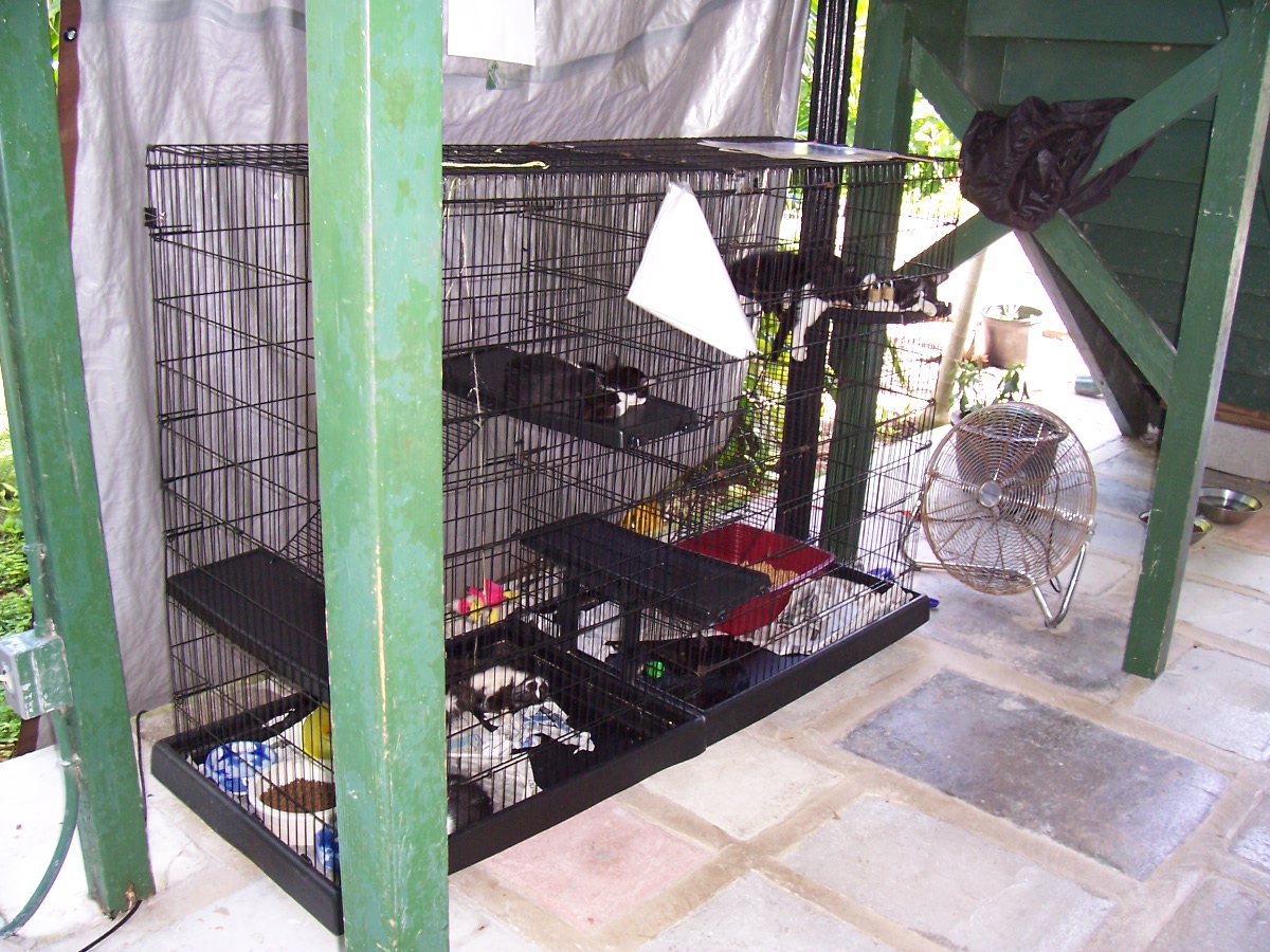 Kittens in a pen at the Hemingway House, Key West