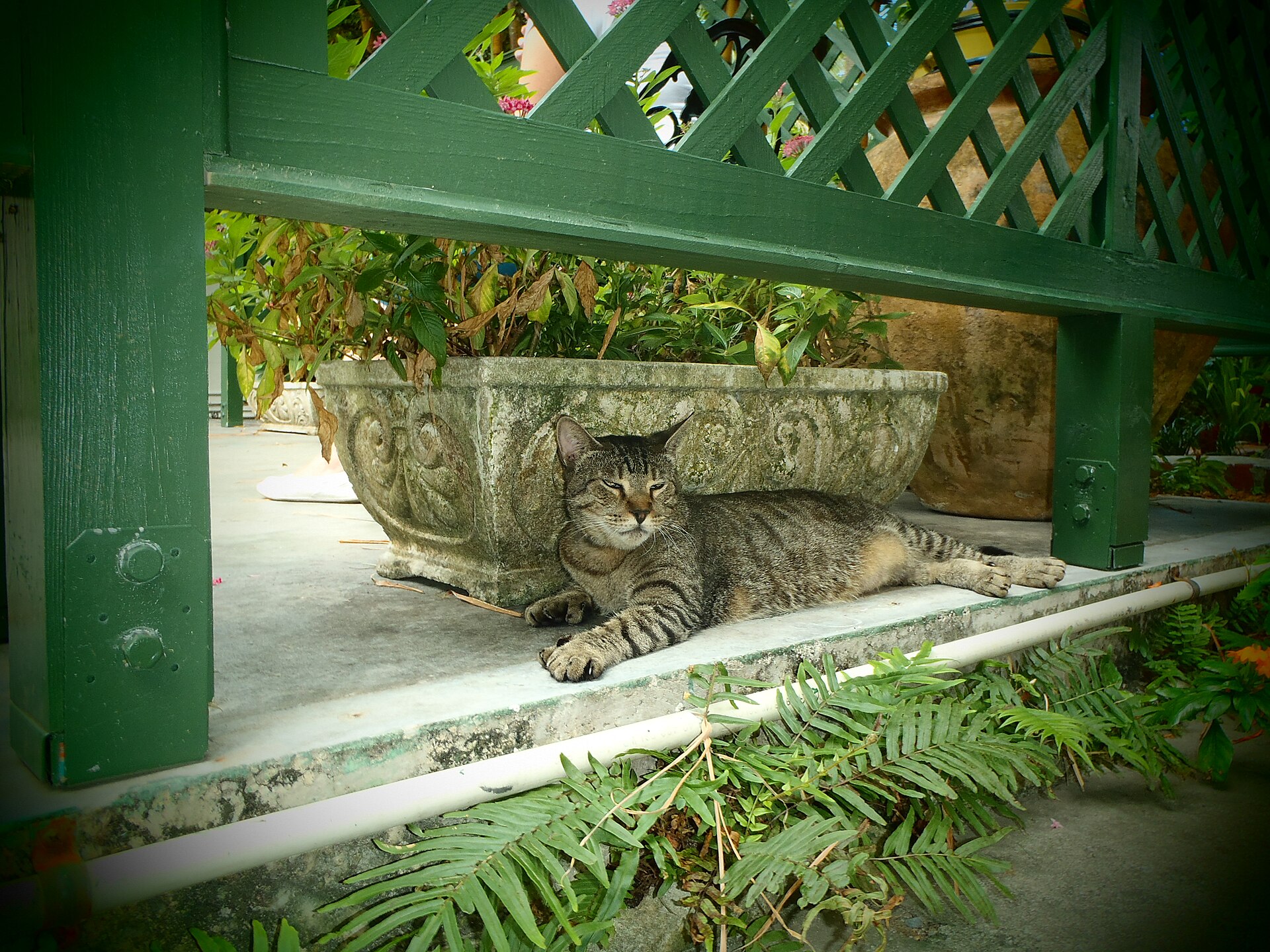 A six-toed cat at the Hemingway House in Key West