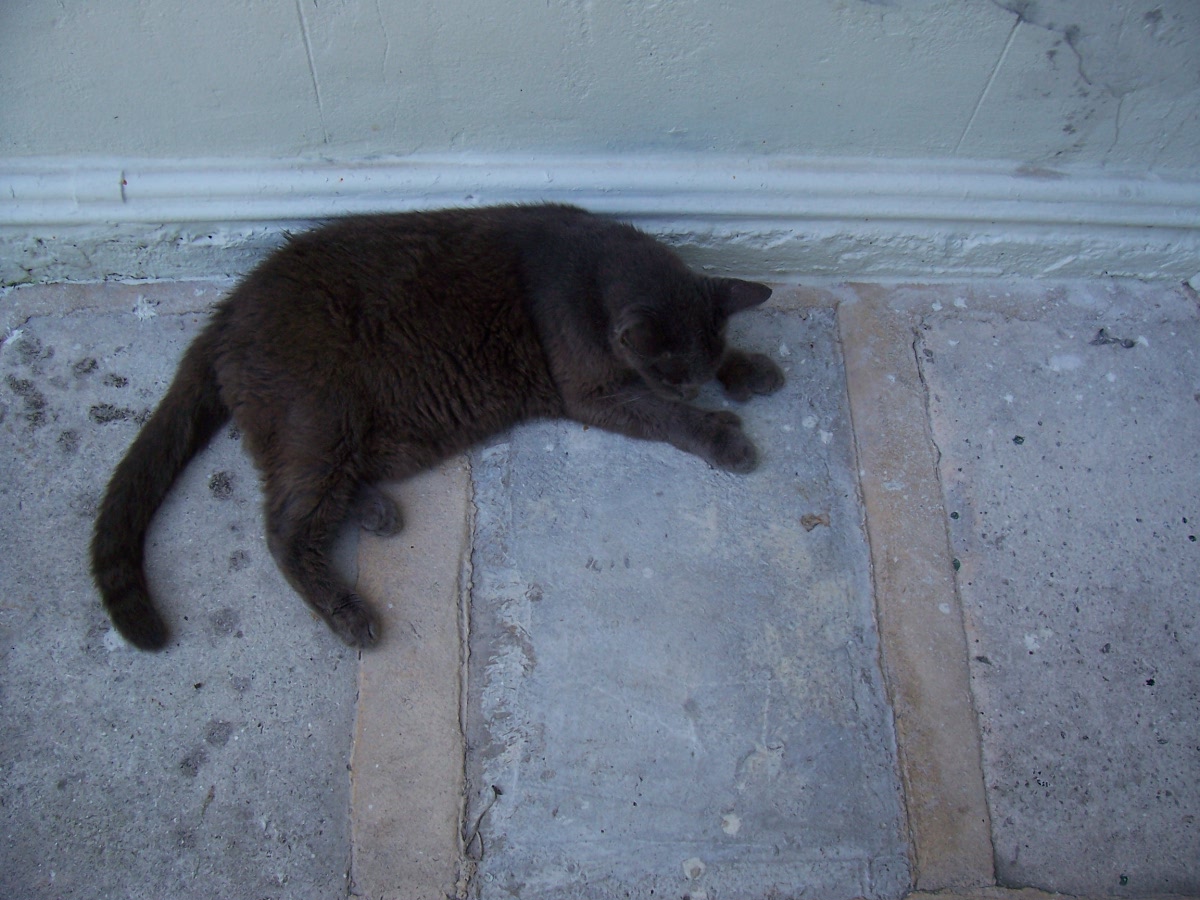 A polydactyl cat at the Hemingway House, showing its extra toes