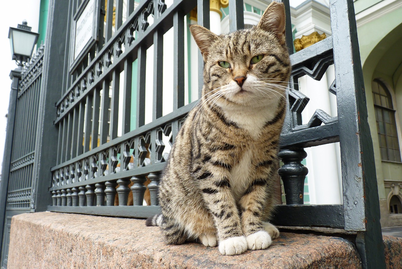 A tabby cat sitting at the iron gates of the Hermitage in St Petersburg