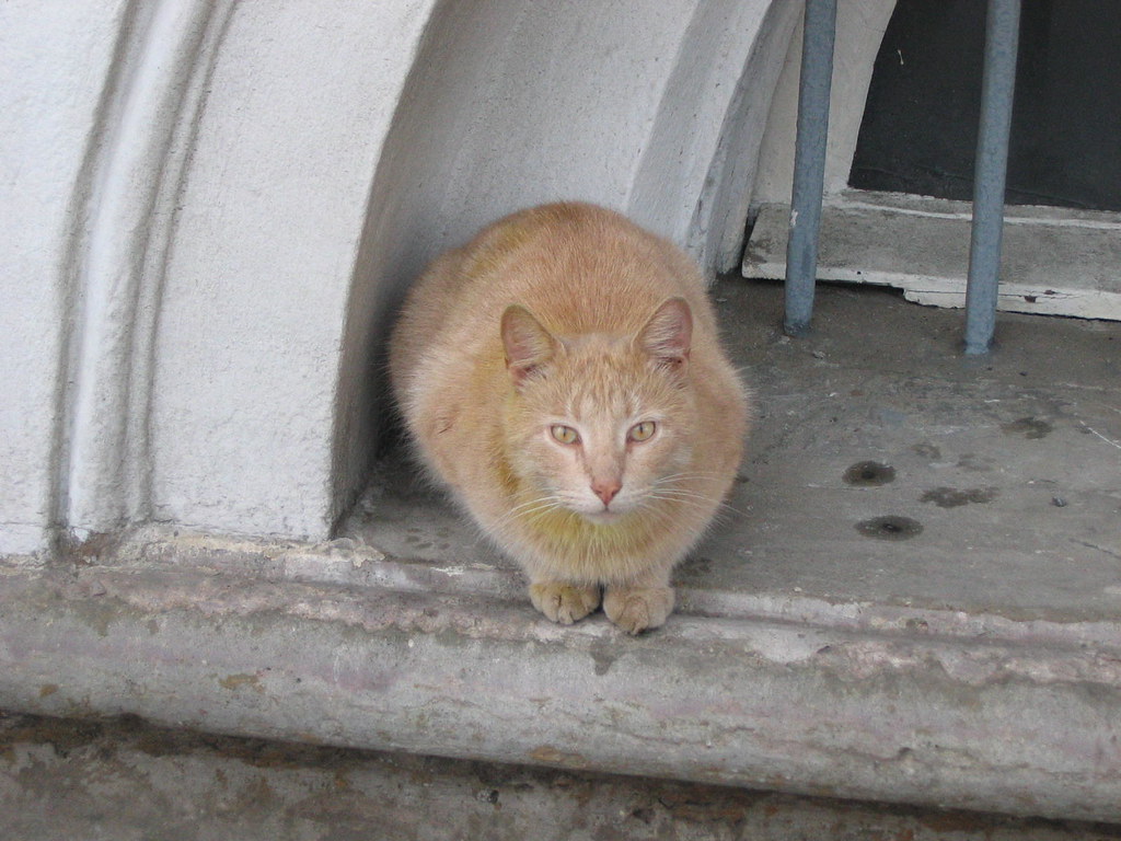 A St Petersburg street cat