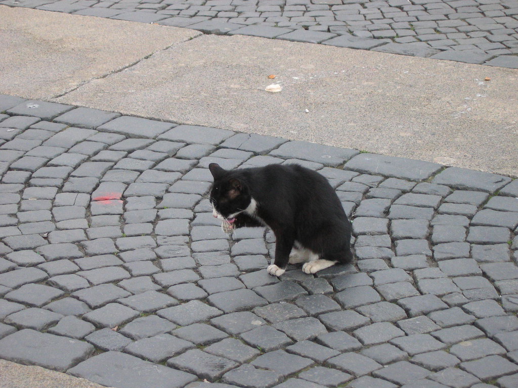 A cat in St Petersburg