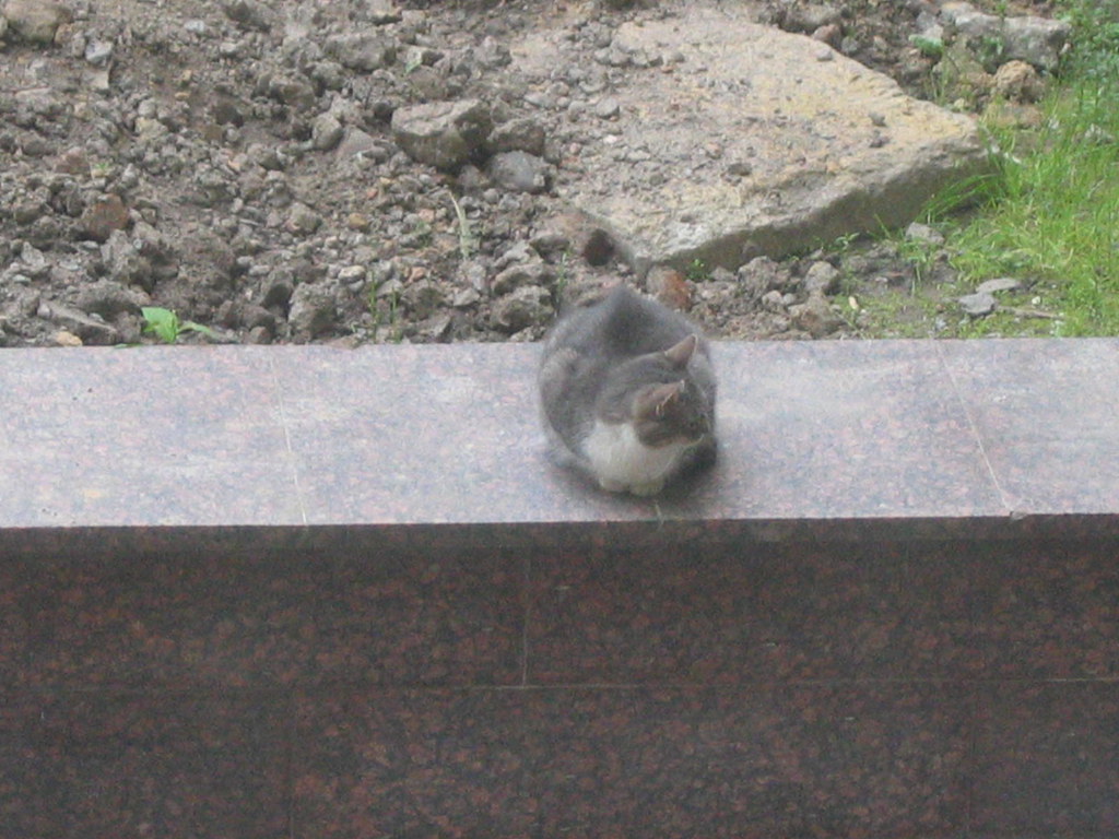A cat on a St Petersburg street