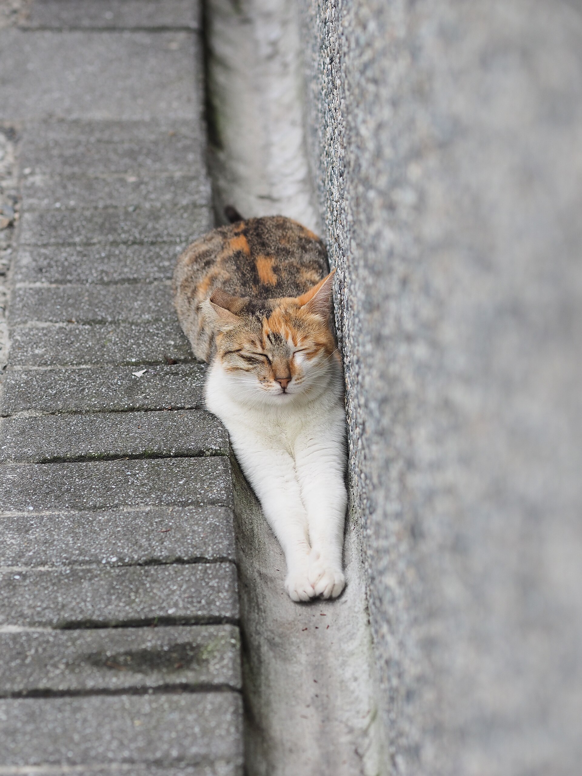 A cat asleep in a stone gutter in Houtong