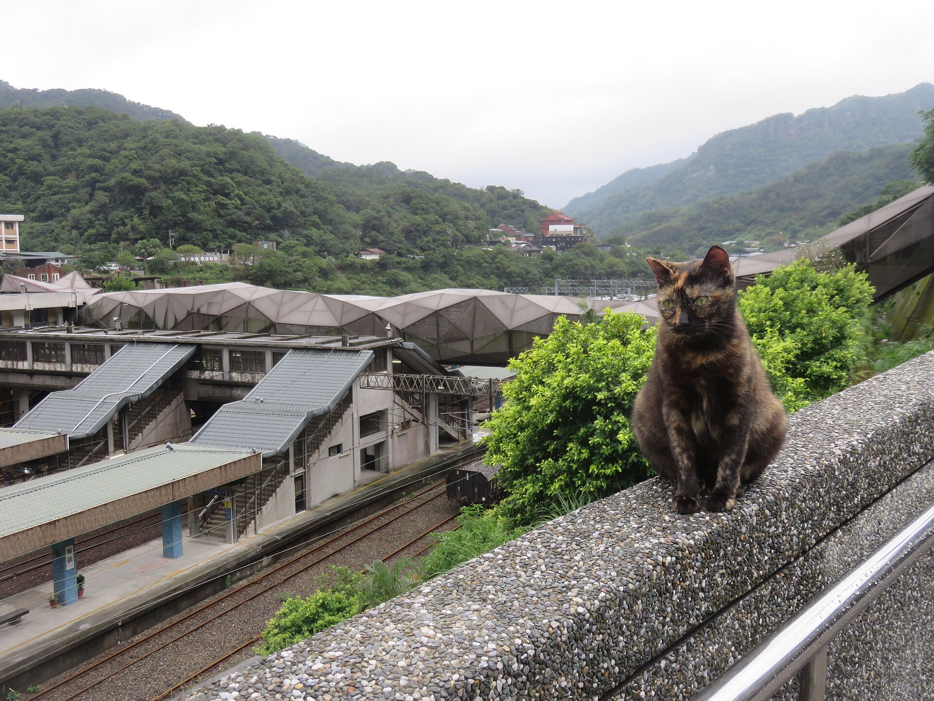 A brown tabby cat beside Houtong railway station