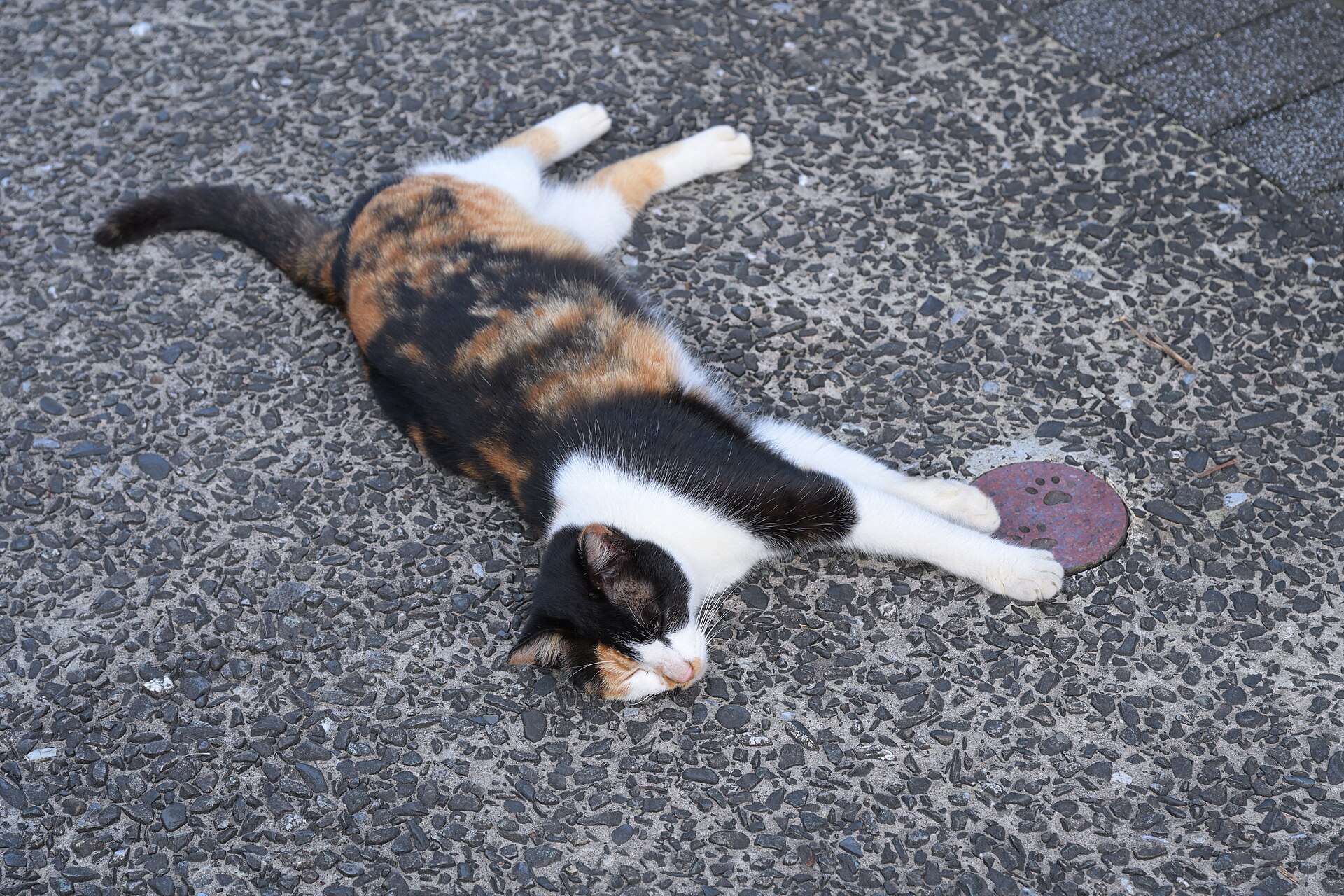 A calico cat at Houtong Cat Village