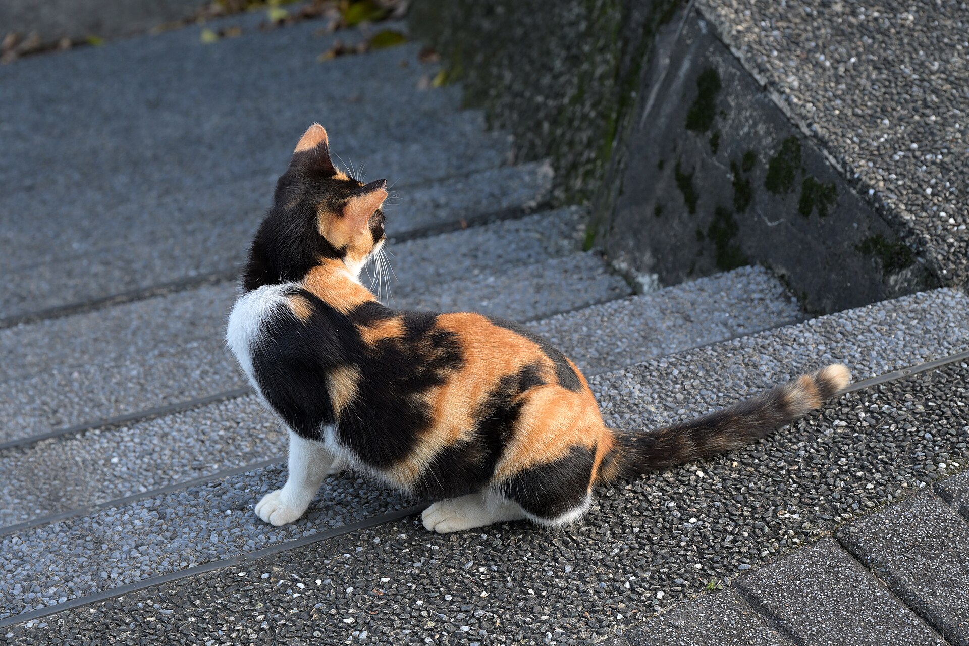 A calico cat on a step in Houtong Cat Village