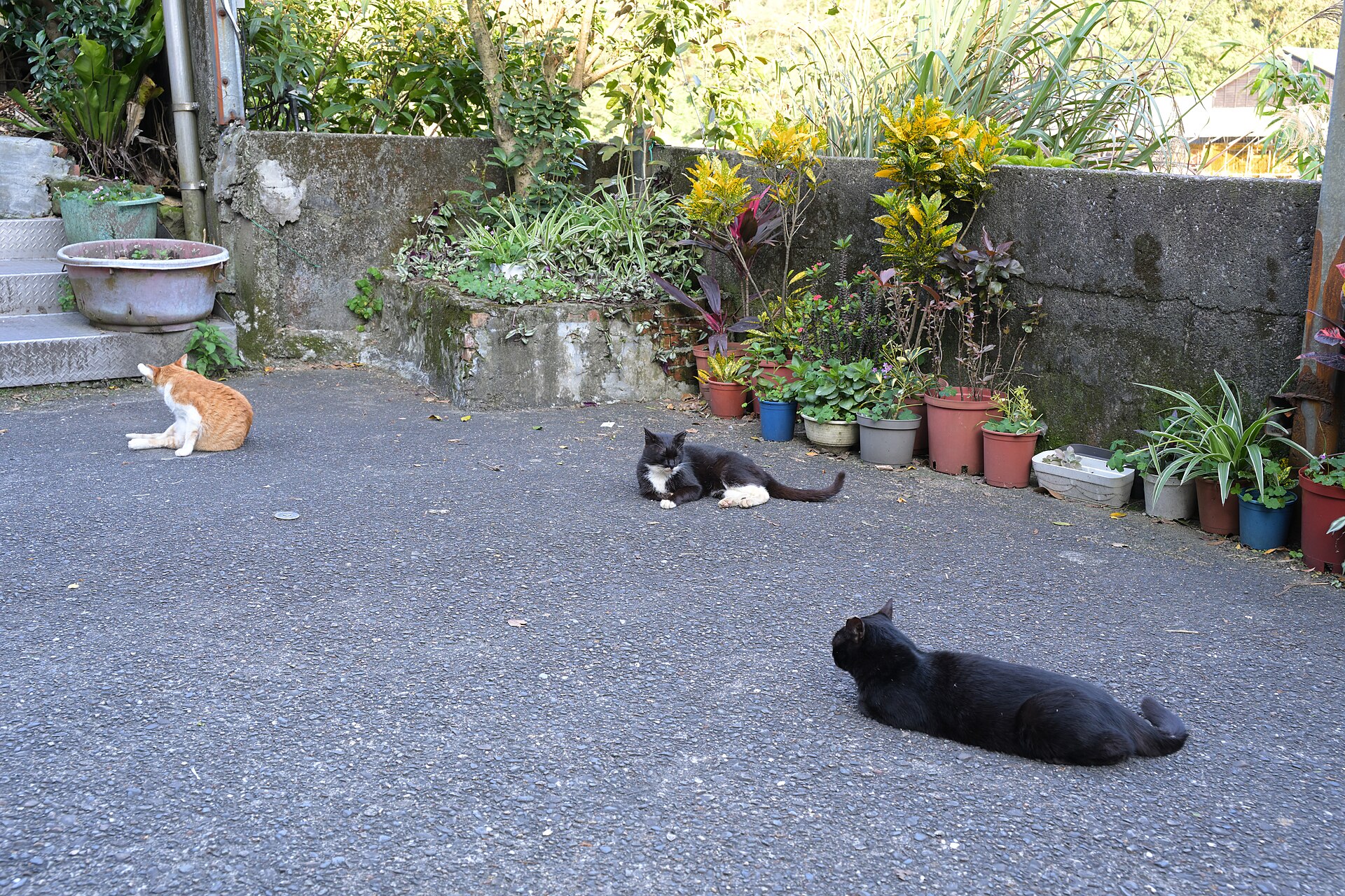 Cats resting together at Houtong Cat Village