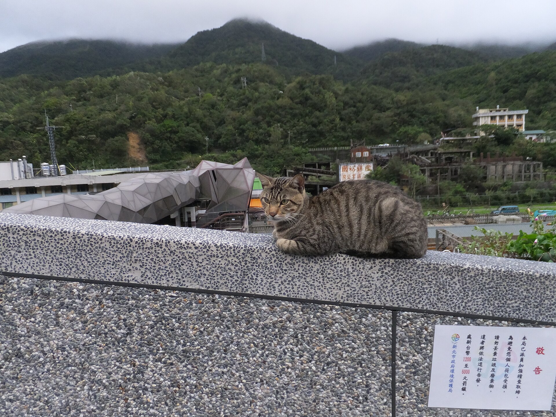 A cat beside a New Taipei City environmental warning sign in Houtong