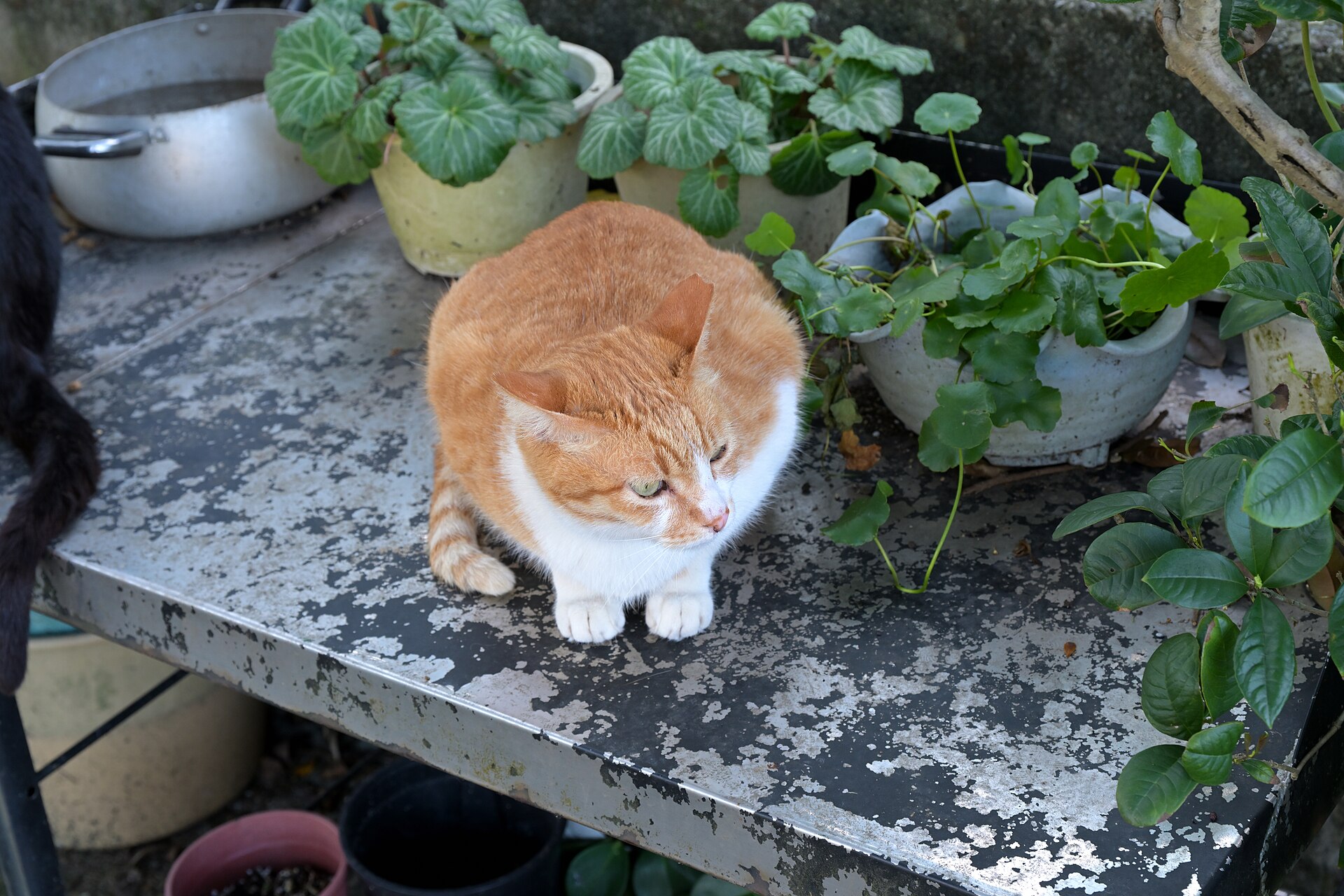 An orange and white cat at Houtong Cat Village