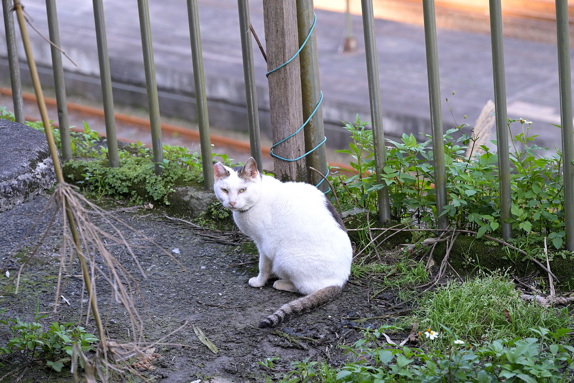 A white cat with coloured patches on its head and tail at Houtong Cat Village