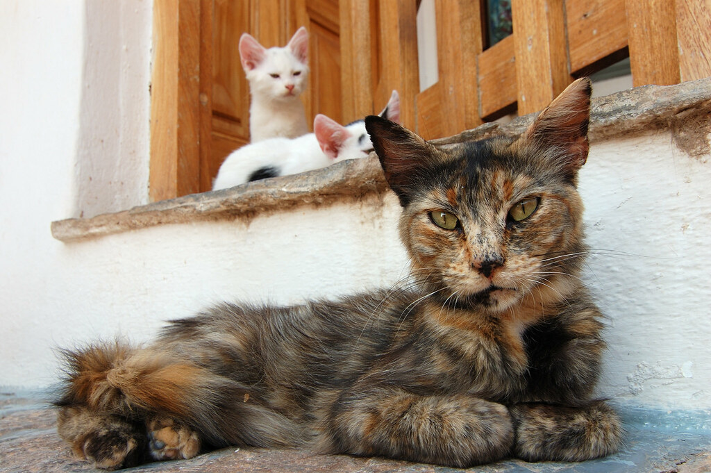 A tortoiseshell cat on a doorstep in Hydra with two white kittens behind