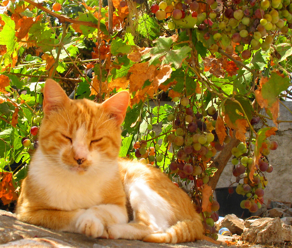 A ginger cat asleep under a grapevine on Hydra