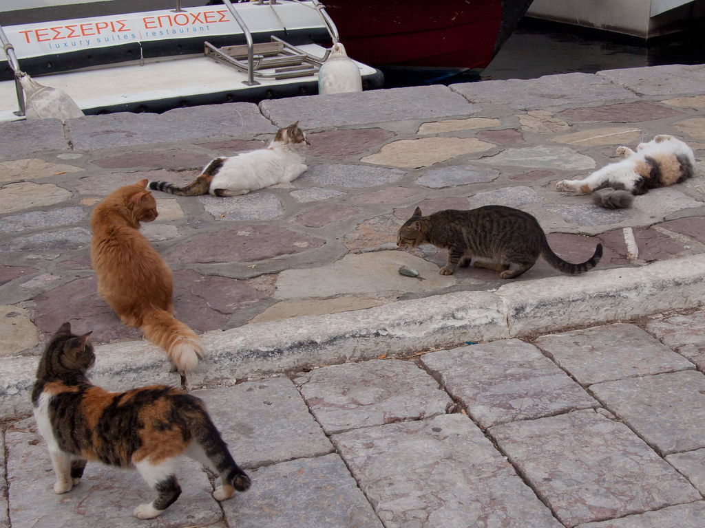 Five cats on the quay at Hydra harbour, one with a fish