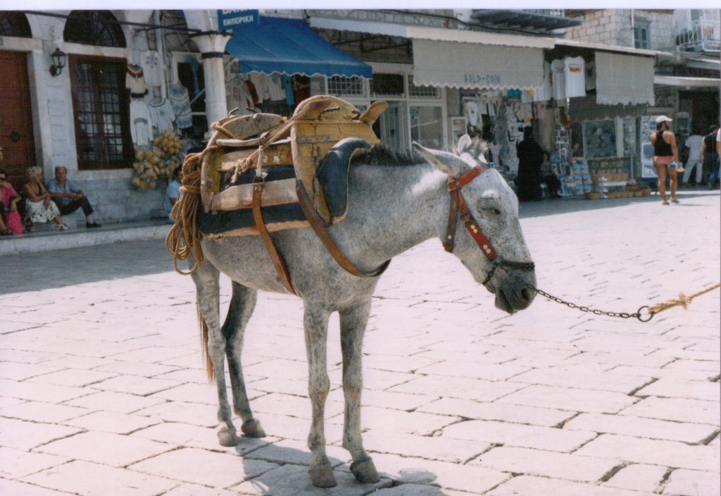 A mule waiting on the quay at Hydra