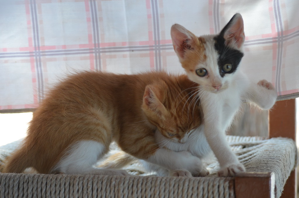 Two kittens playing on a chair on Hydra