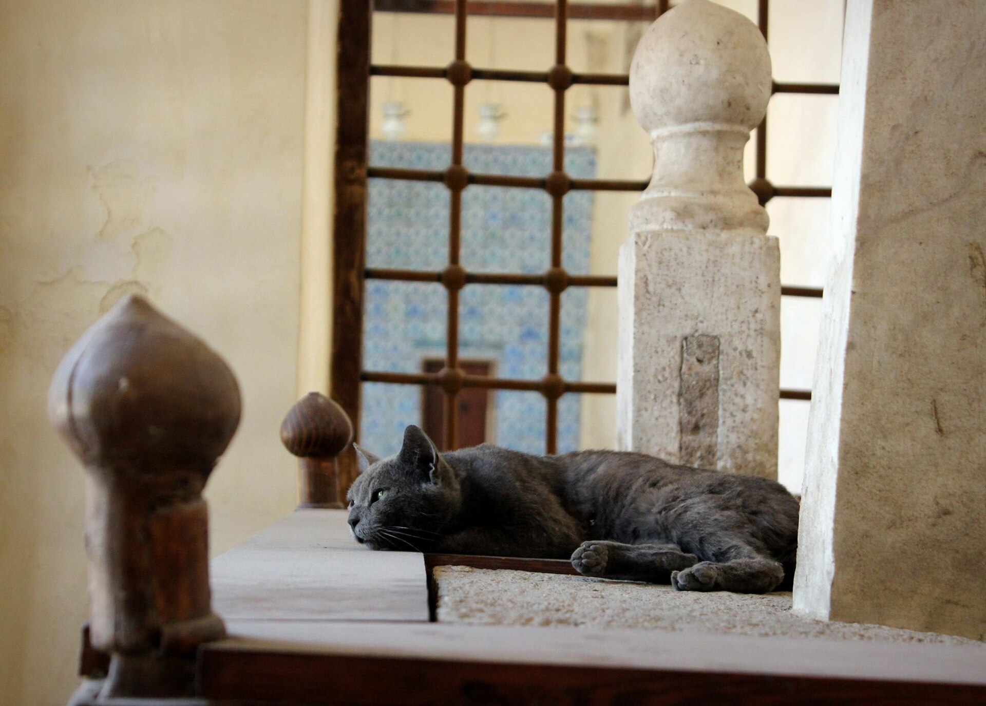 A grey cat asleep on the wooden rail of a shrine in the Blue Mosque, Cairo