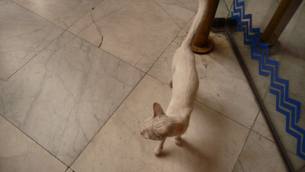 A cat at the Egyptian Museum in Cairo