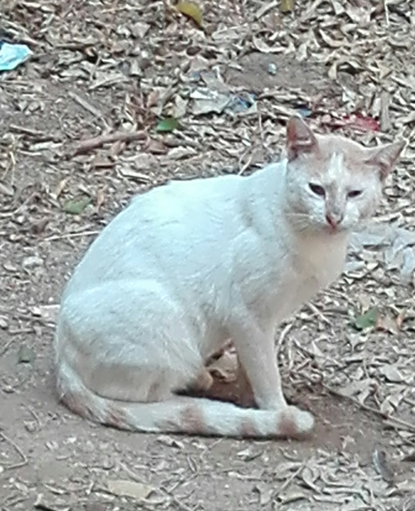 A white cat with a ringed tail sitting on dry leaves in Cairo