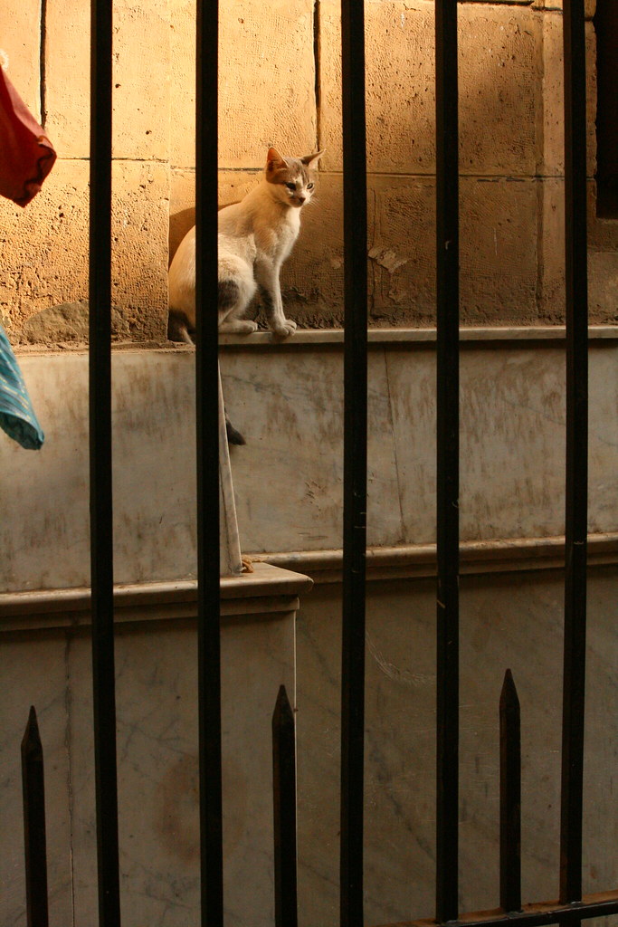 An Egyptian street cat in Cairo