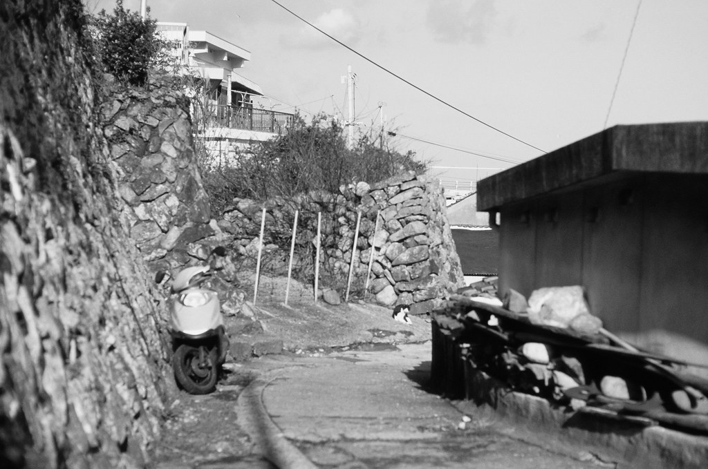 Cats on Iwaishima island