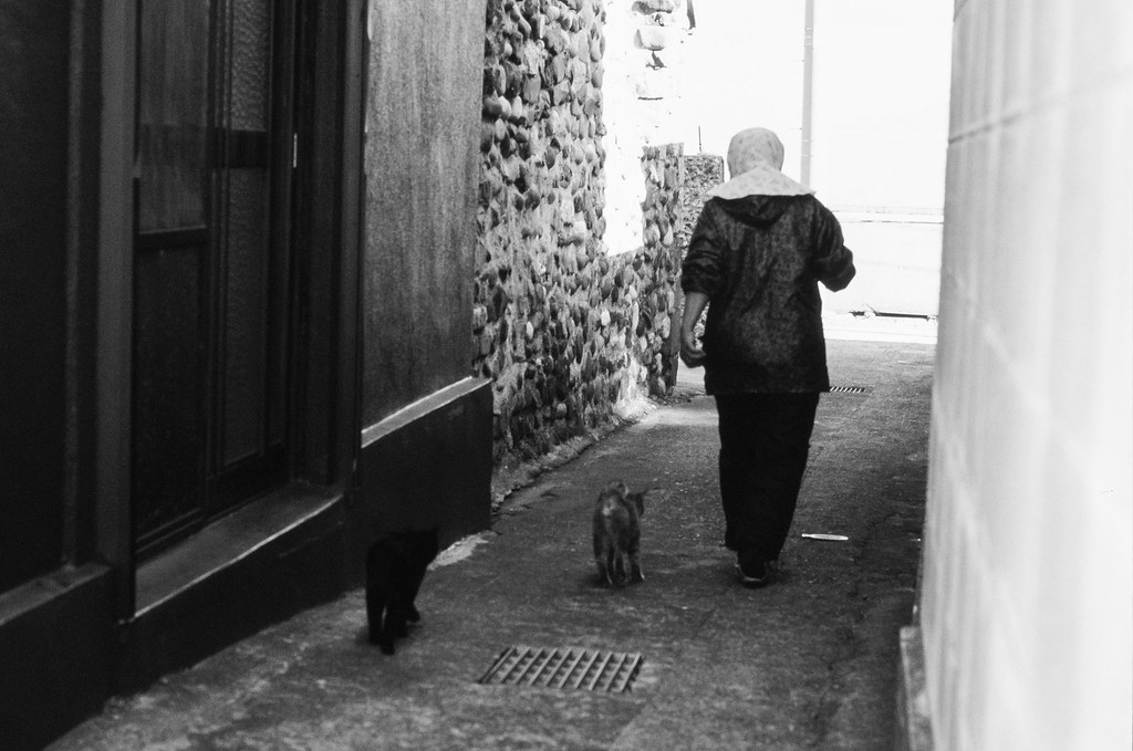 A cat in the lanes of Iwaishima