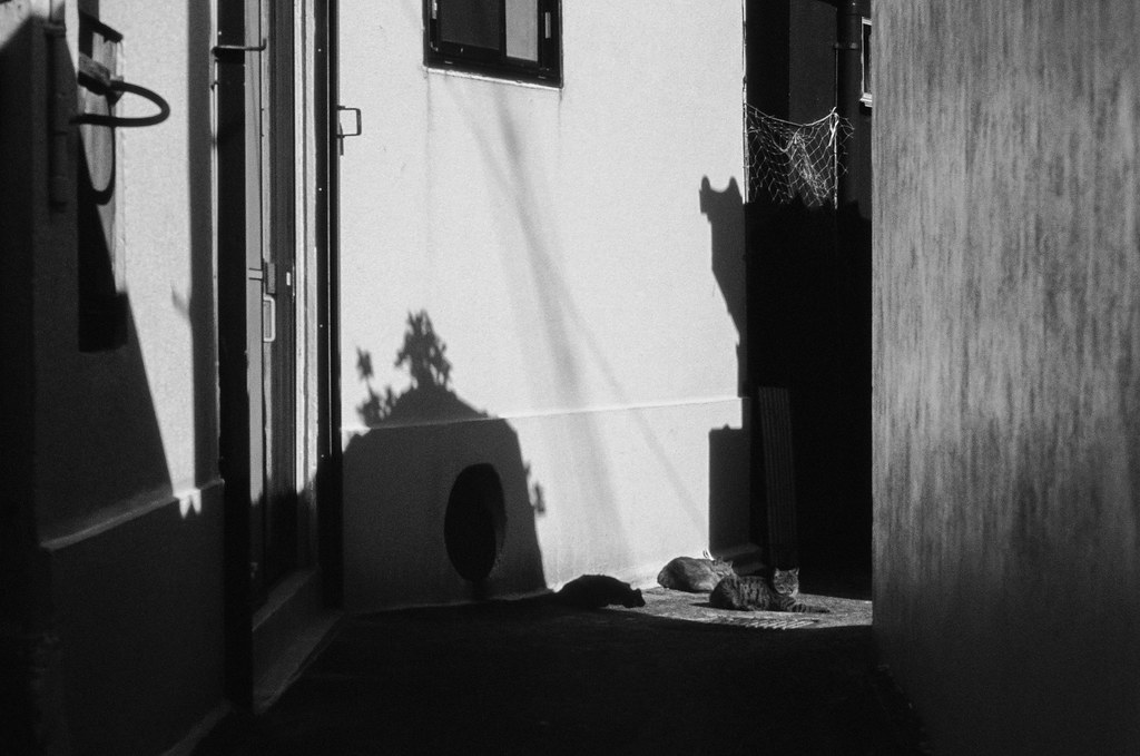 Cats lying in a patch of sun in a lane on Iwaishima