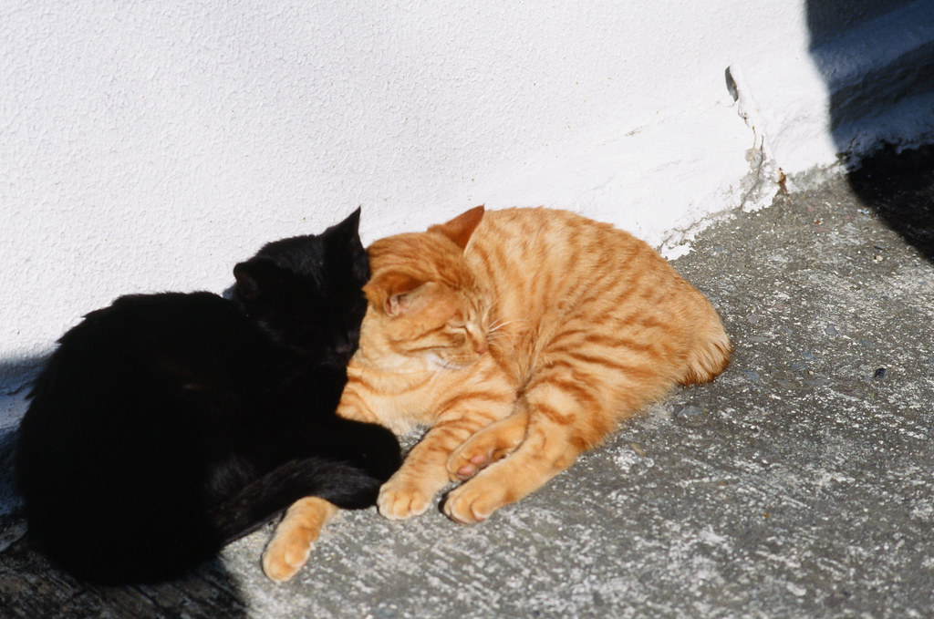 Iwaishima cats in the village