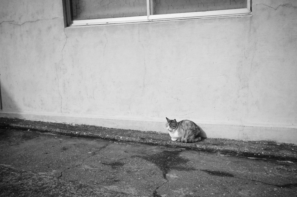 Cats on Iwaishima