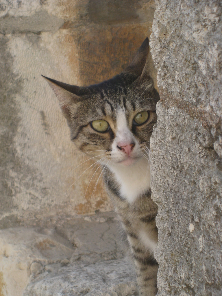 A Jerusalem street cat