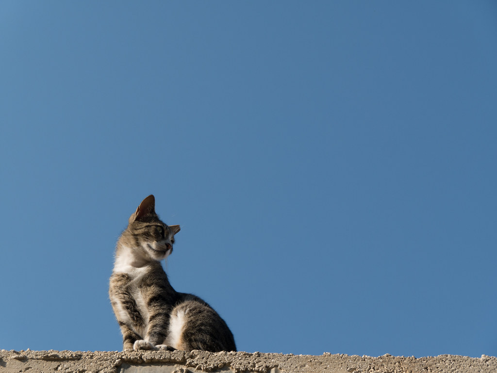 A Jerusalem street cat