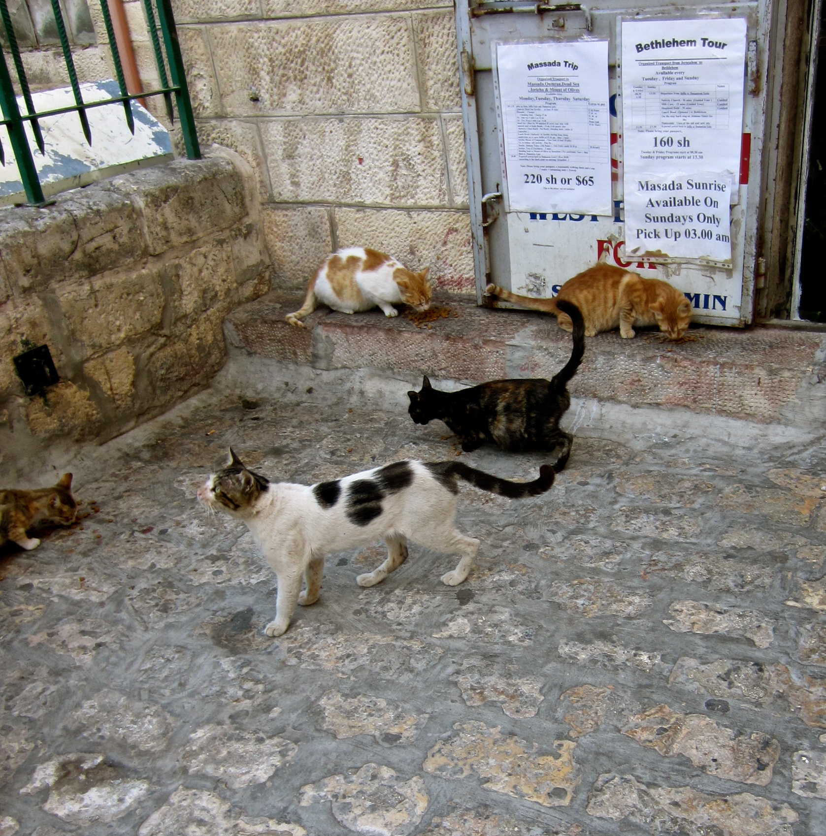 Five cats being fed on the steps of a hostel in the Old City
