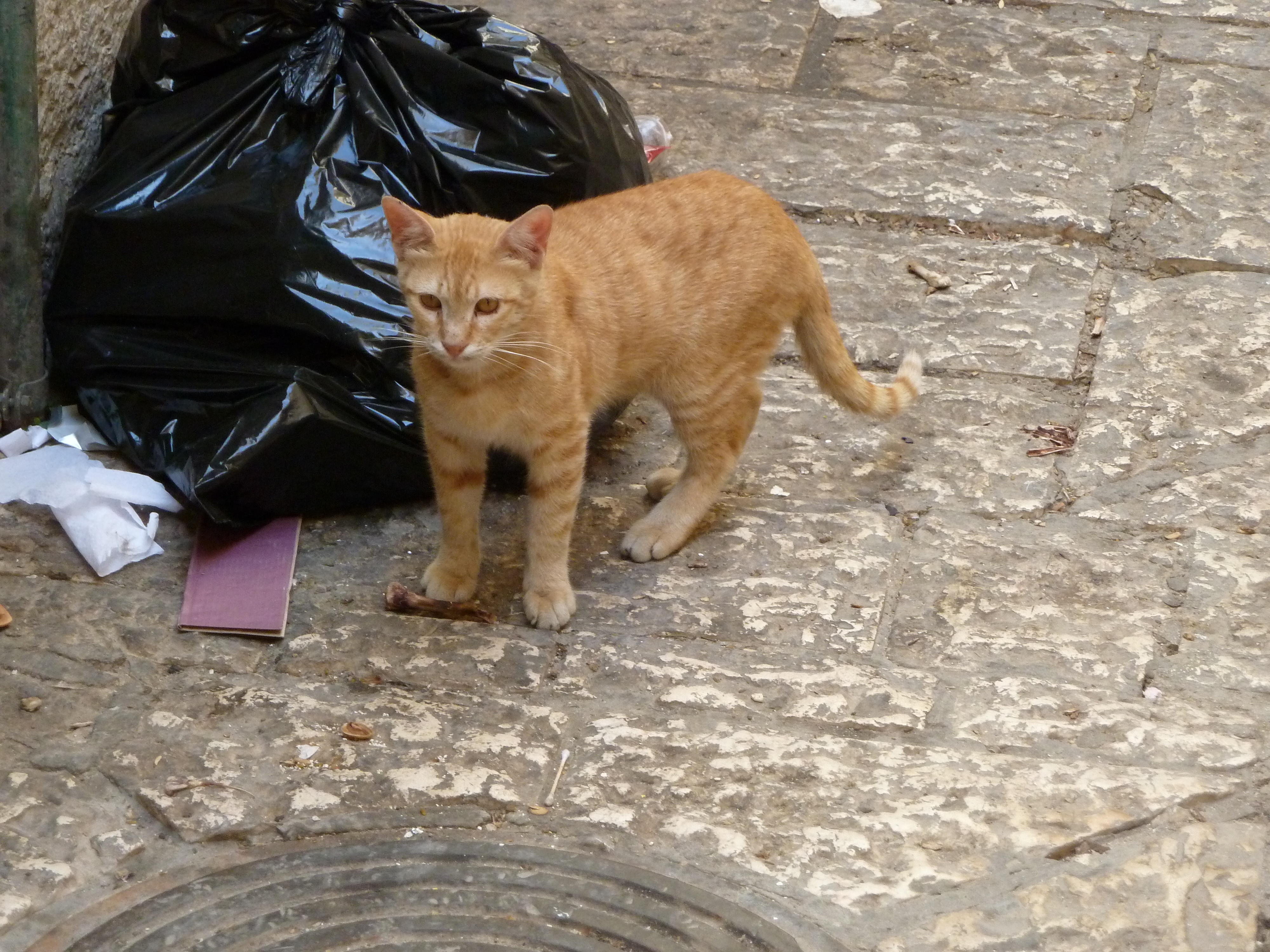 A cat in the lanes of old Jerusalem