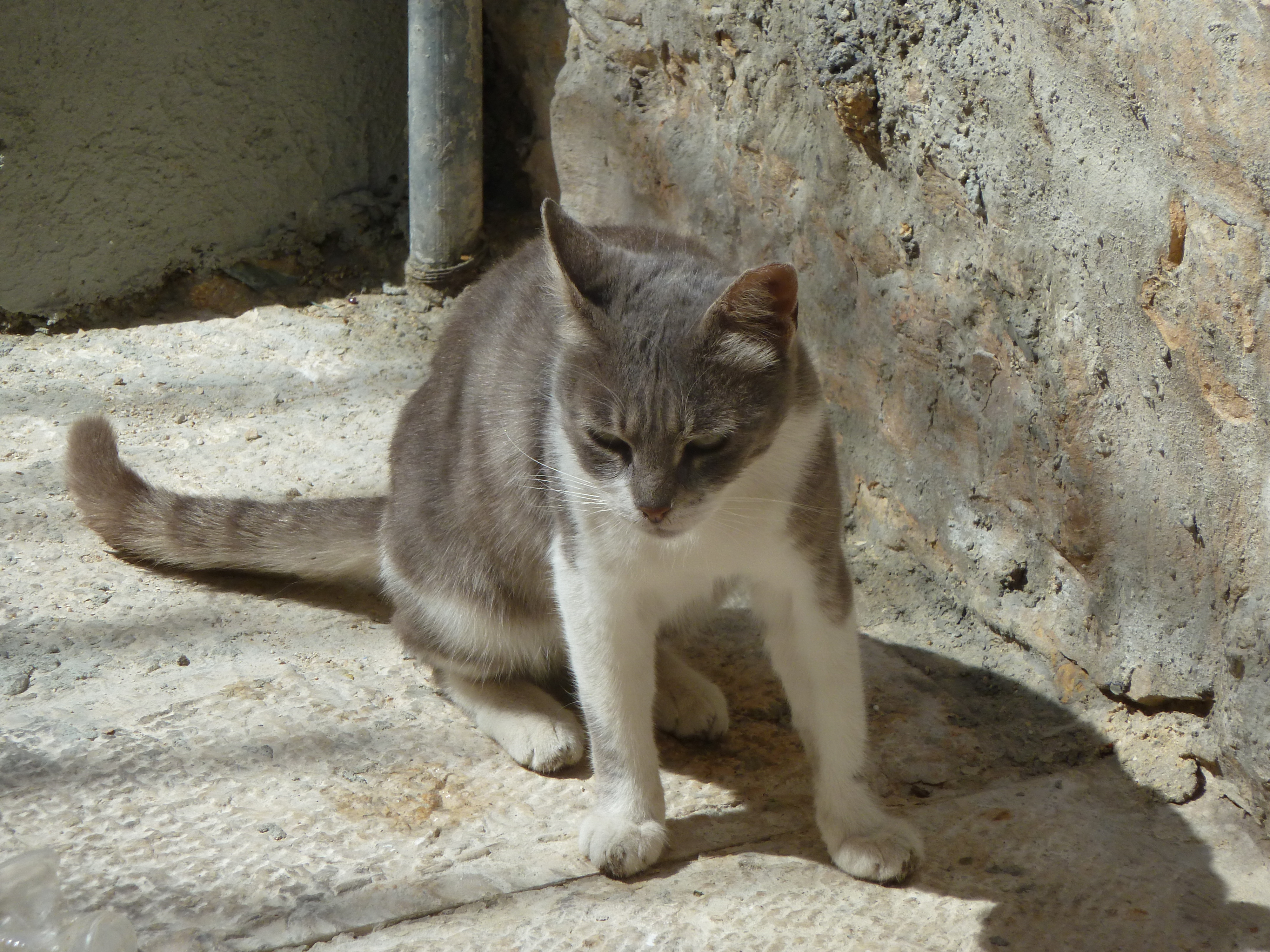 A cat in the Old City of Jerusalem