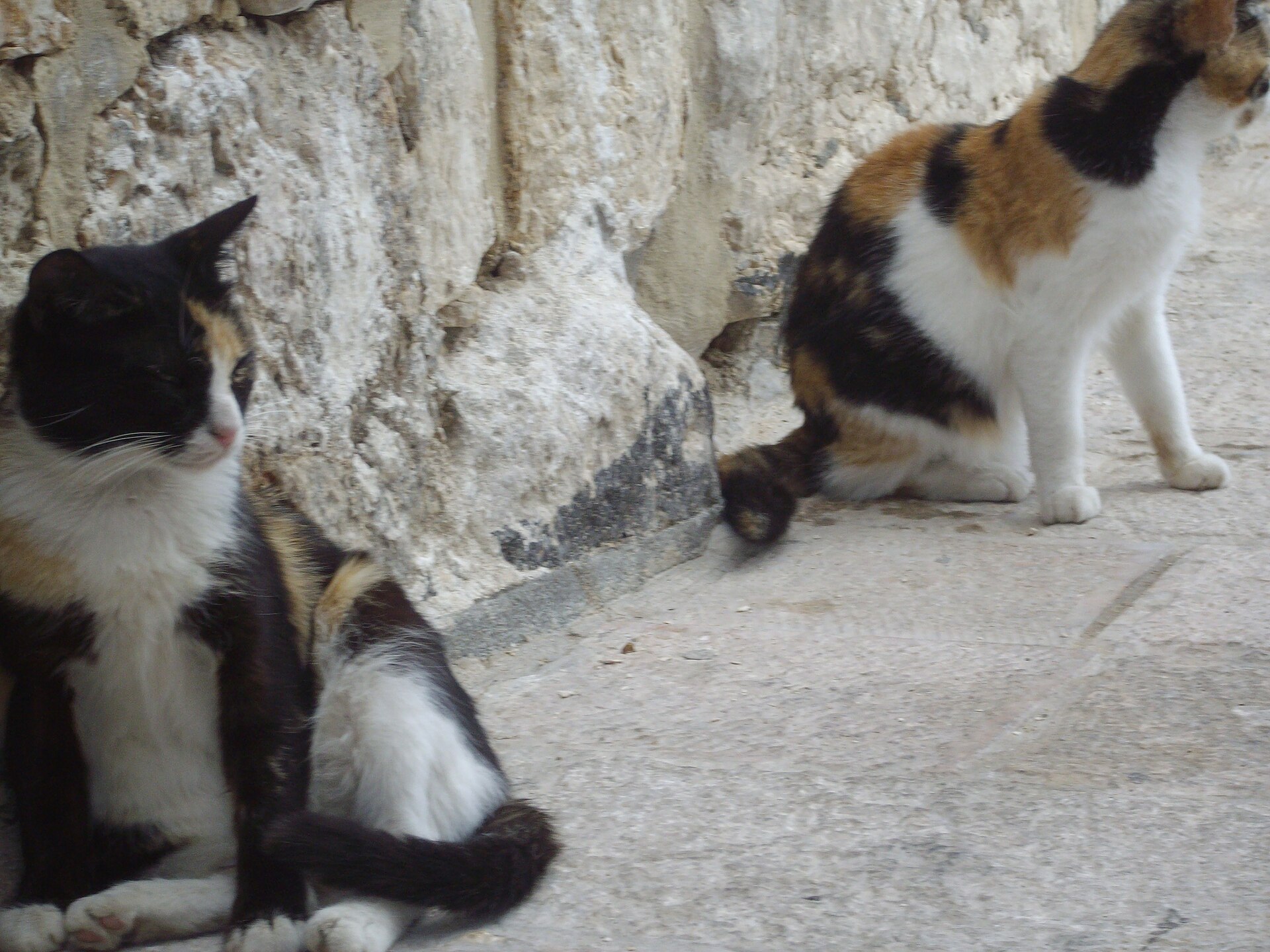 Two calico cats against a stone wall in the Old City of Jerusalem