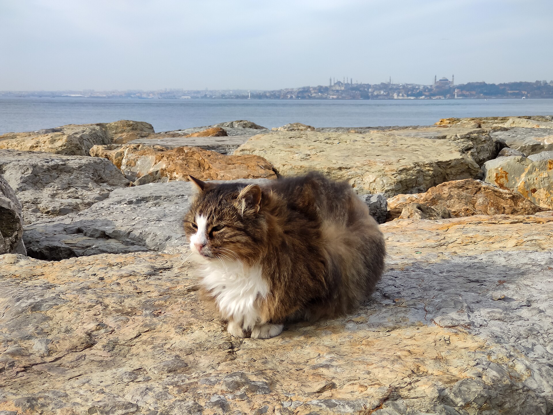 A street cat in Istanbul looking at the camera