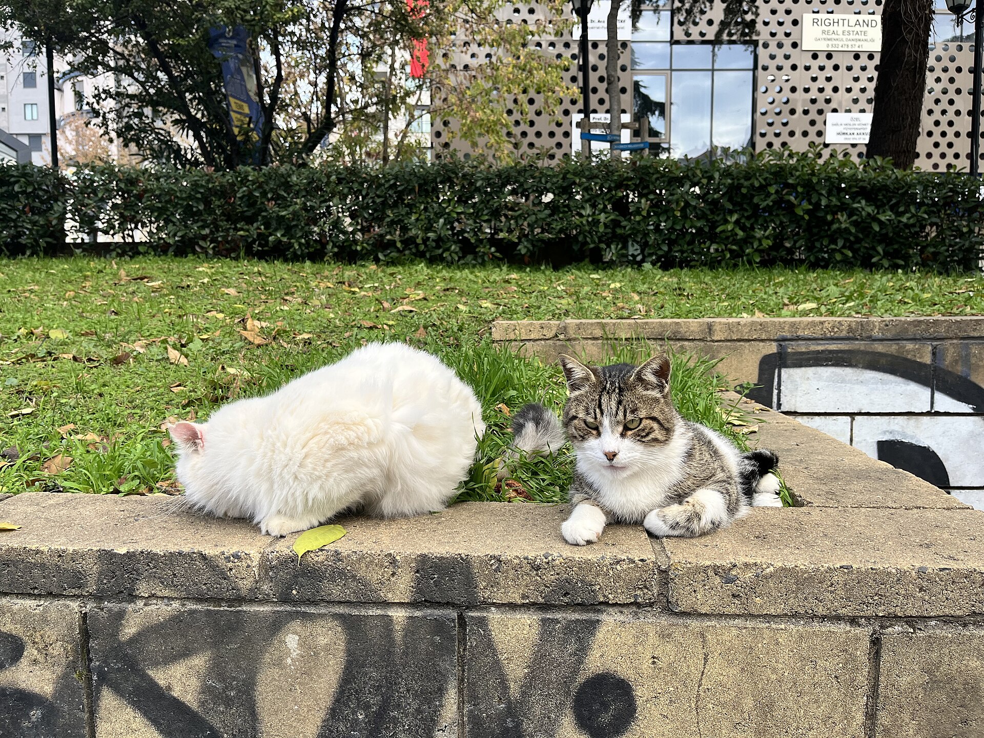 Street cats at Feneryolu in Kadıköy, Istanbul