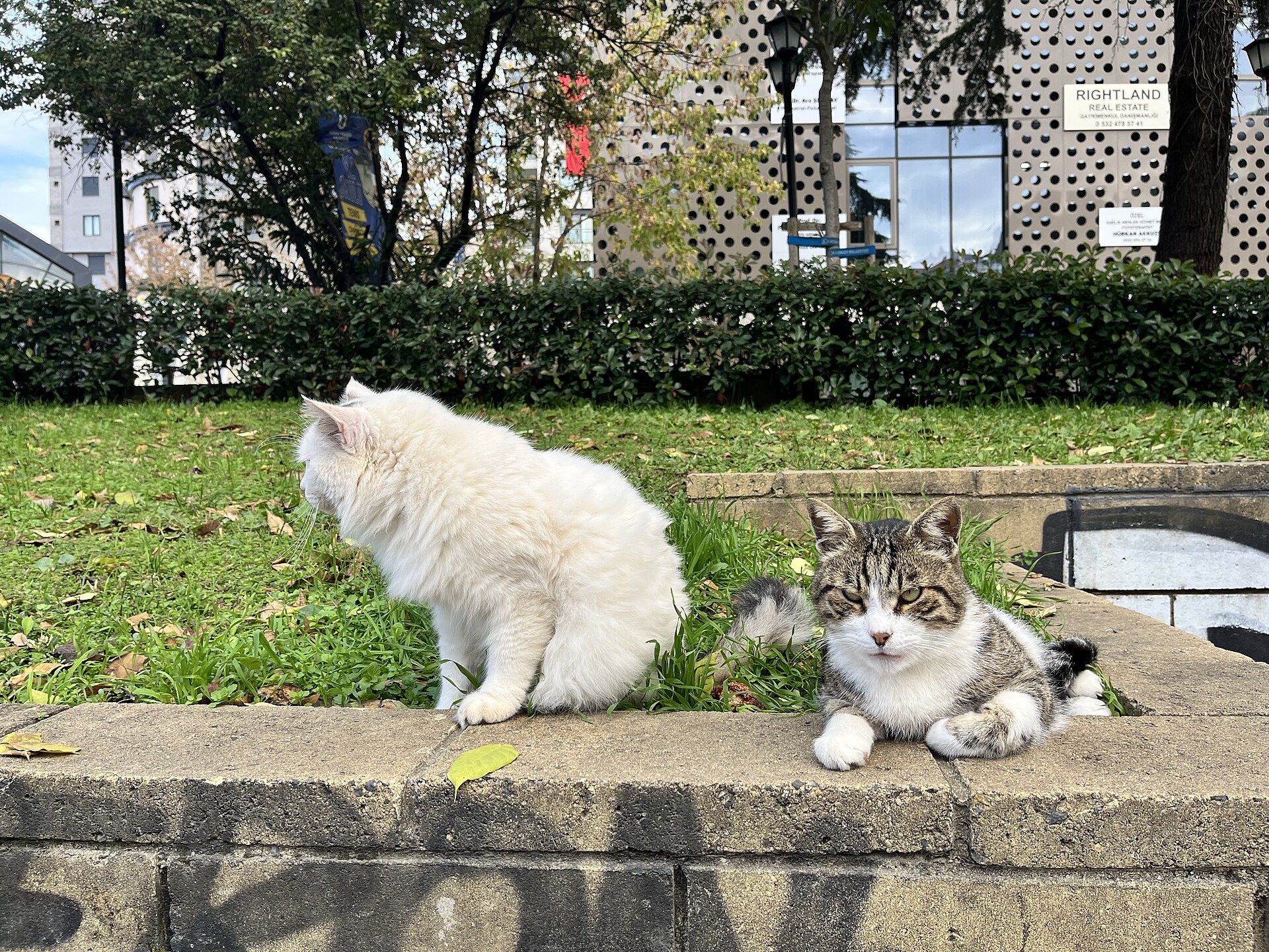 Cats resting together on a Kadıköy street