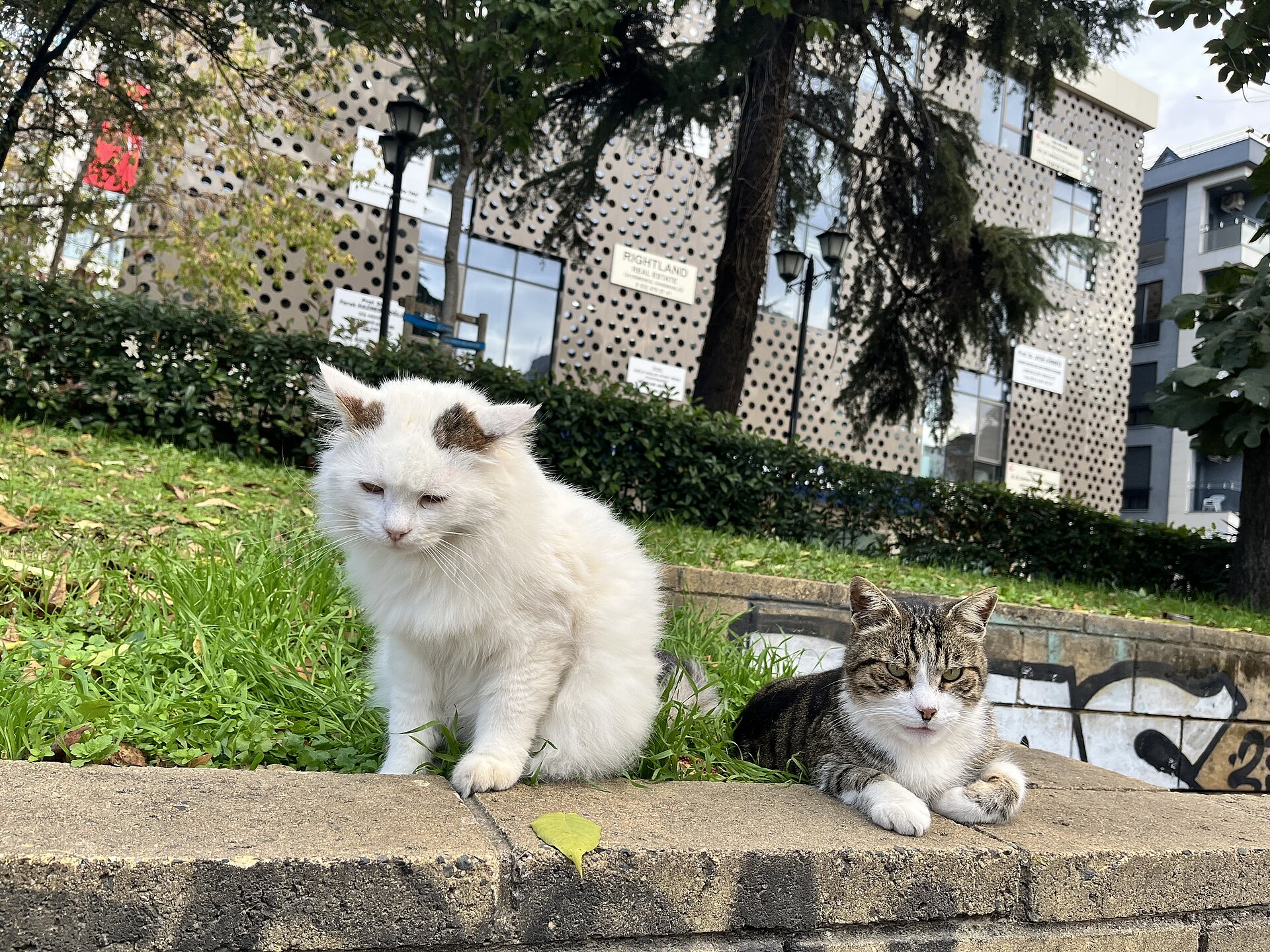 A group of cats on the pavement at Feneryolu, Kadıköy
