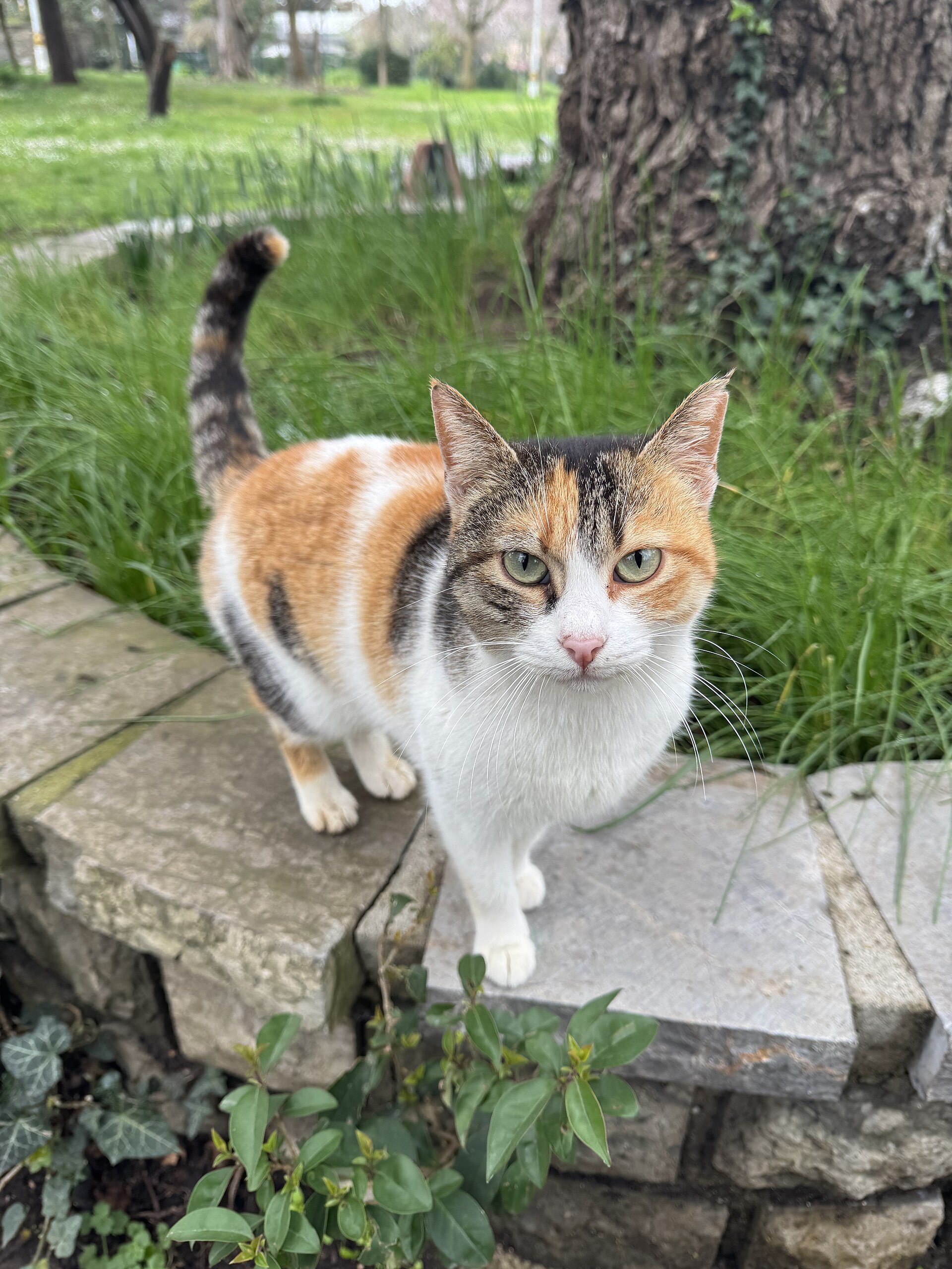 Cats in Fenerbahçe Park, Kadıköy