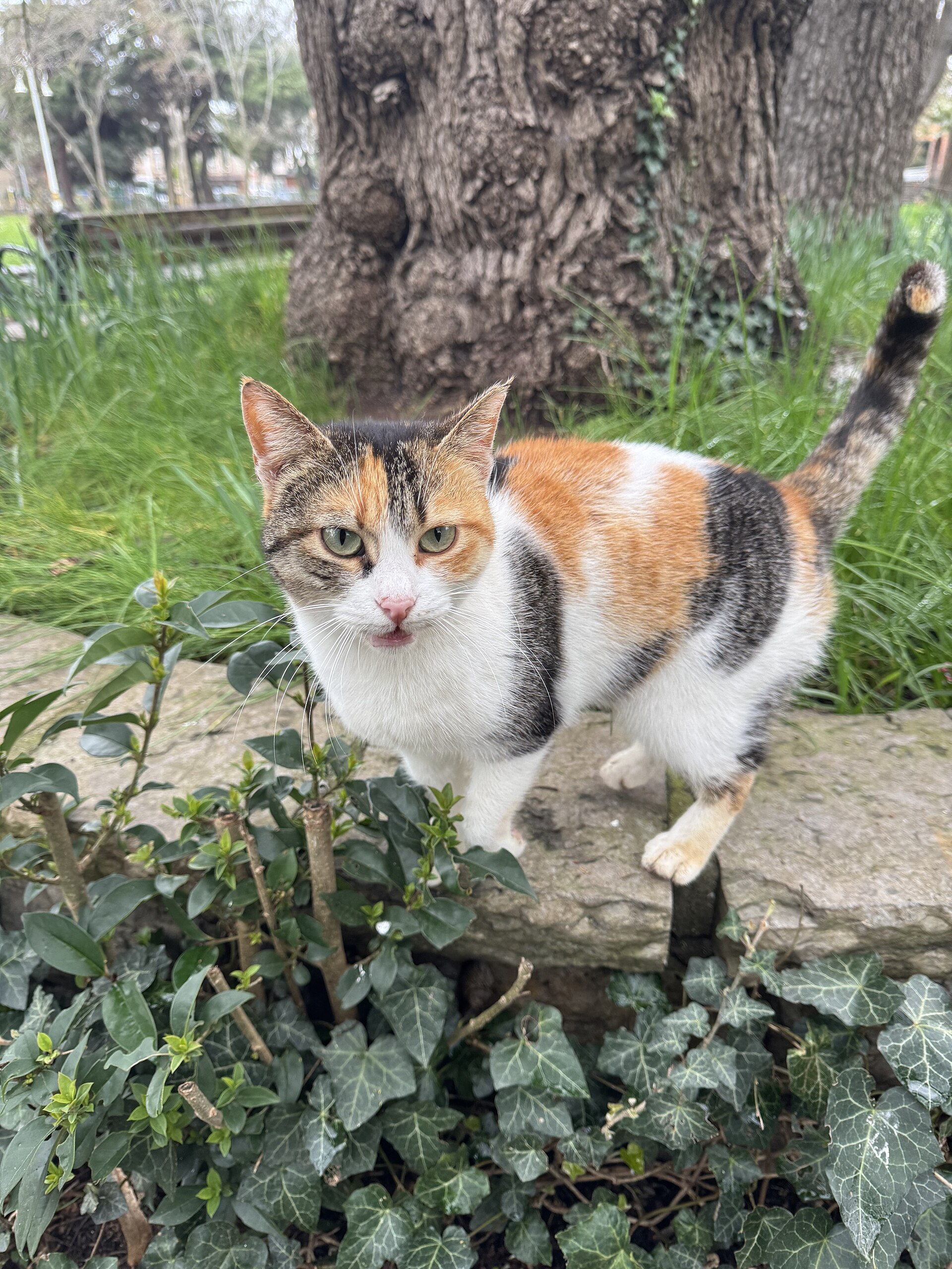 Cats in Fenerbahçe Park, Kadıköy
