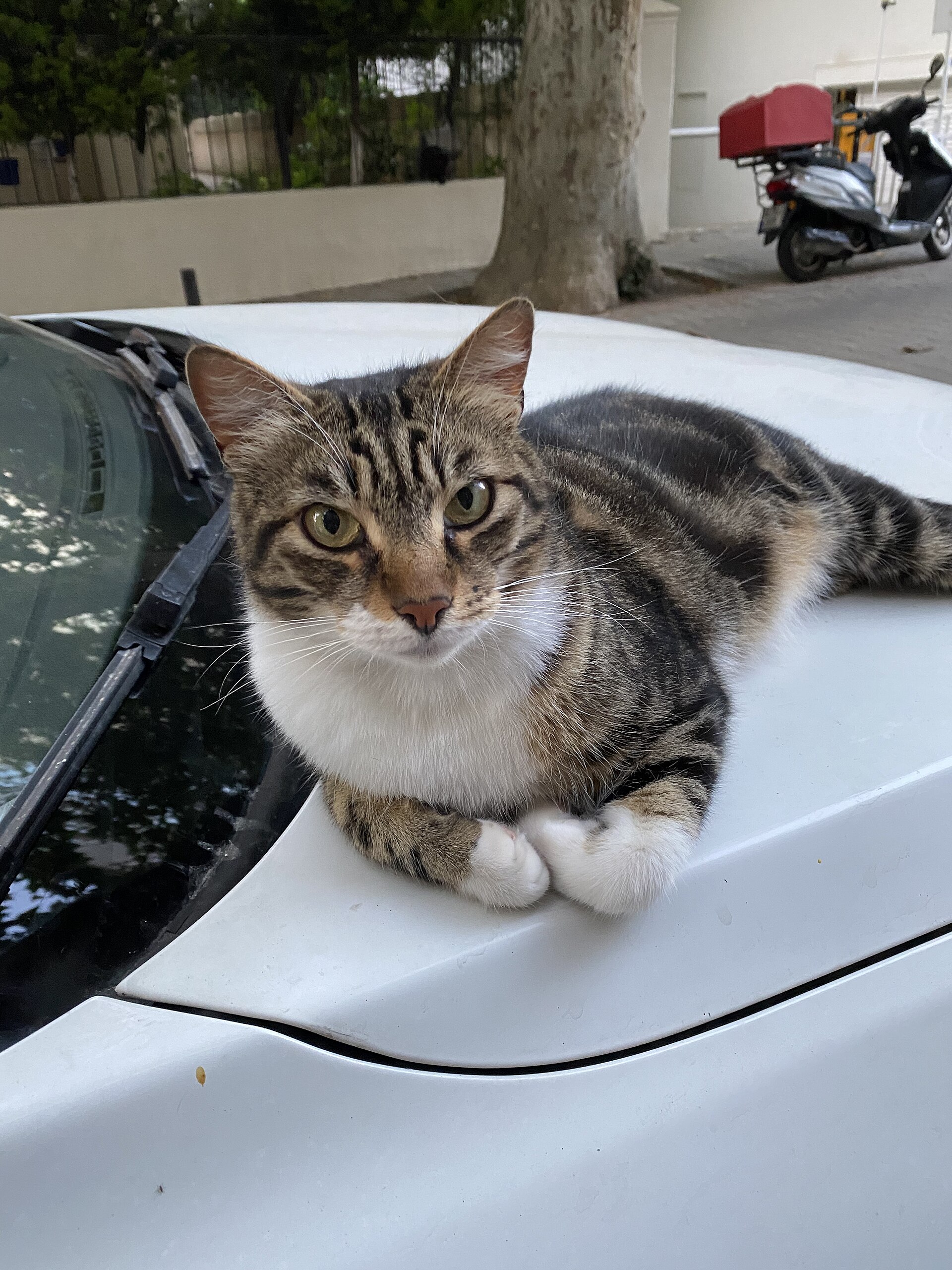 A Kadıköy street cat