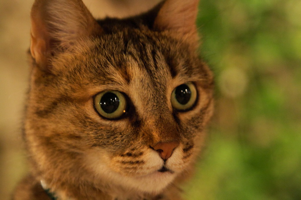 A Kaş cat posing for a portrait