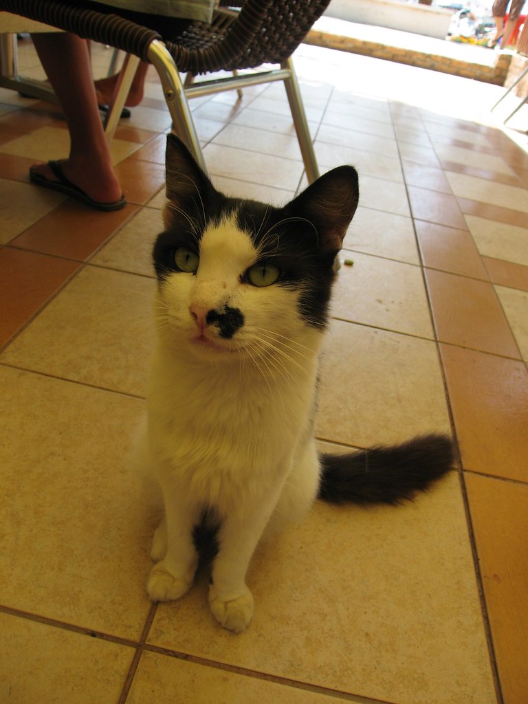 A black and white cat sitting hopefully by a café chair in Kaş