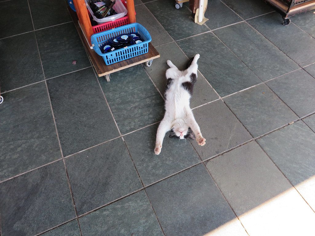 A black and white cat asleep on its back on the tiled floor of a Kaş souvenir shop