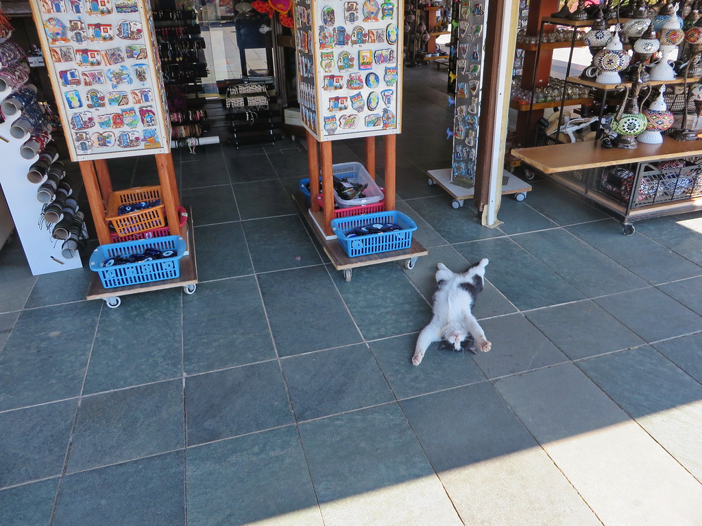 A cat stretched out on the floor of a shop in Kaş between the racks of magnets and lamps