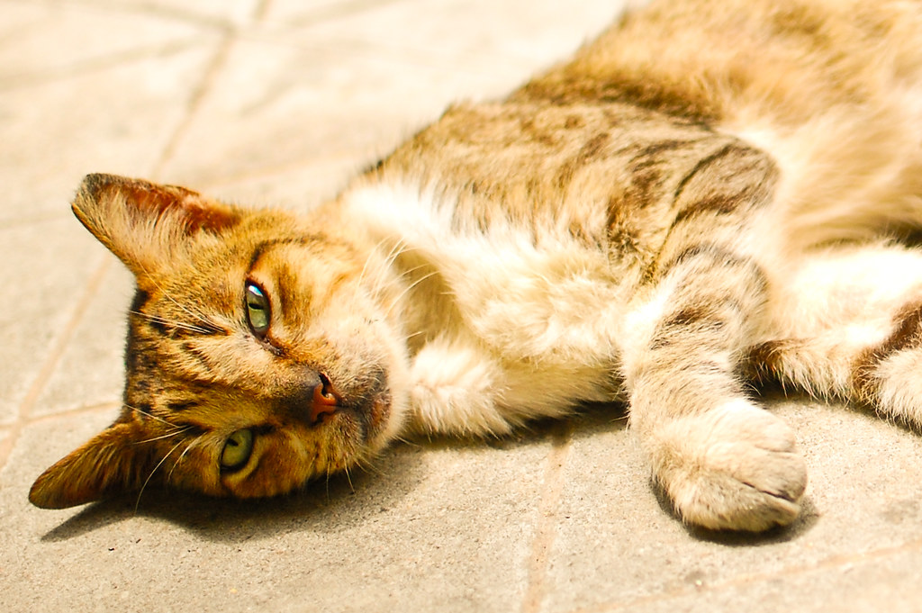 A Singapore cat waiting to be adopted