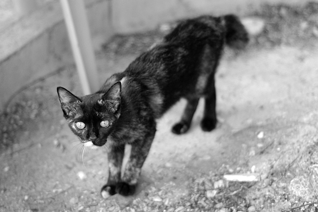 A Singapore street cat with wide eyes
